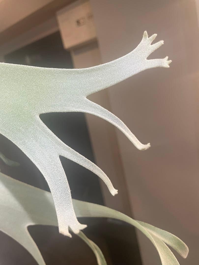 ビカクシダ　Yellow moon ×ccs MIXスポア　現物　ウィリンキー