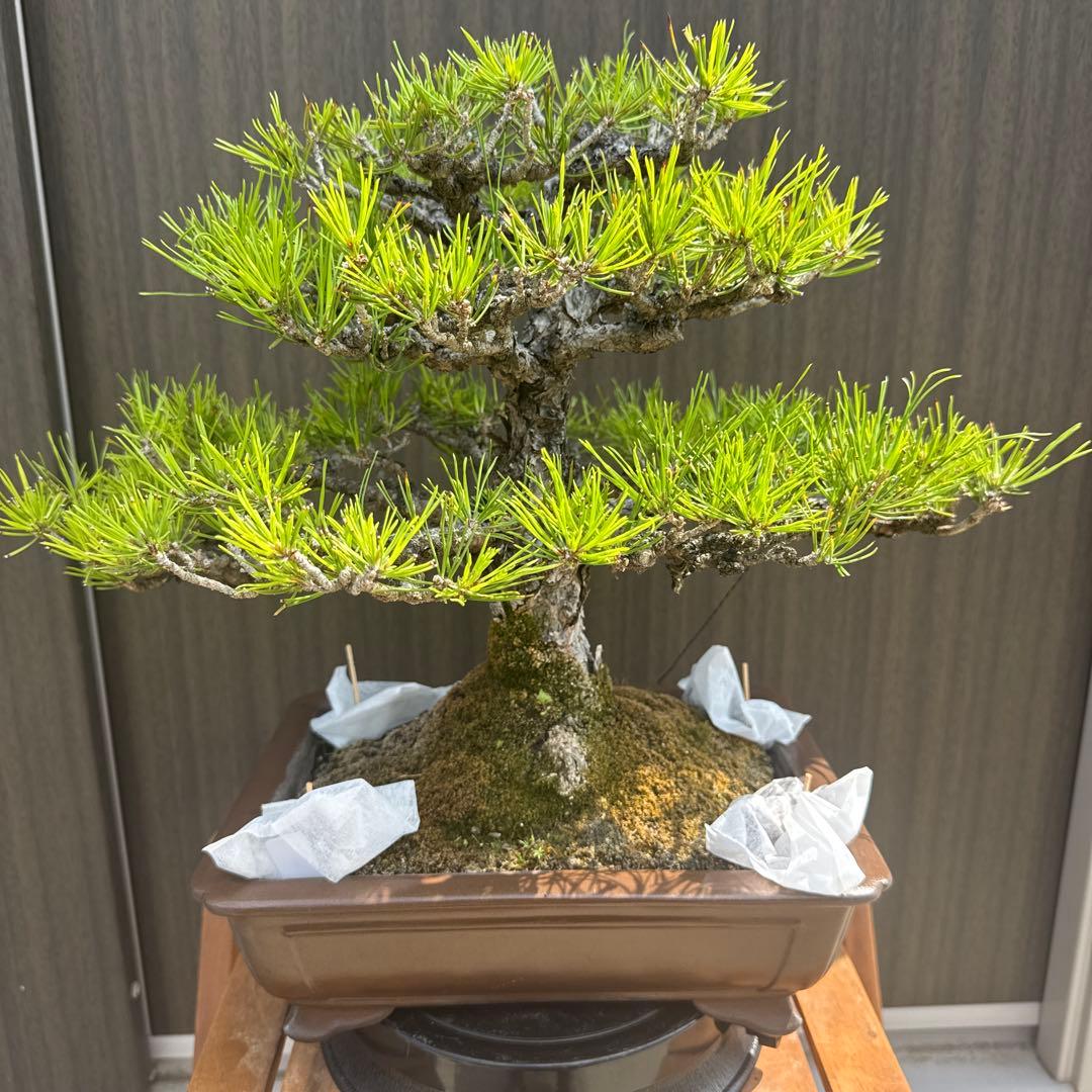 盆栽 黒松 中品盆栽 山採り