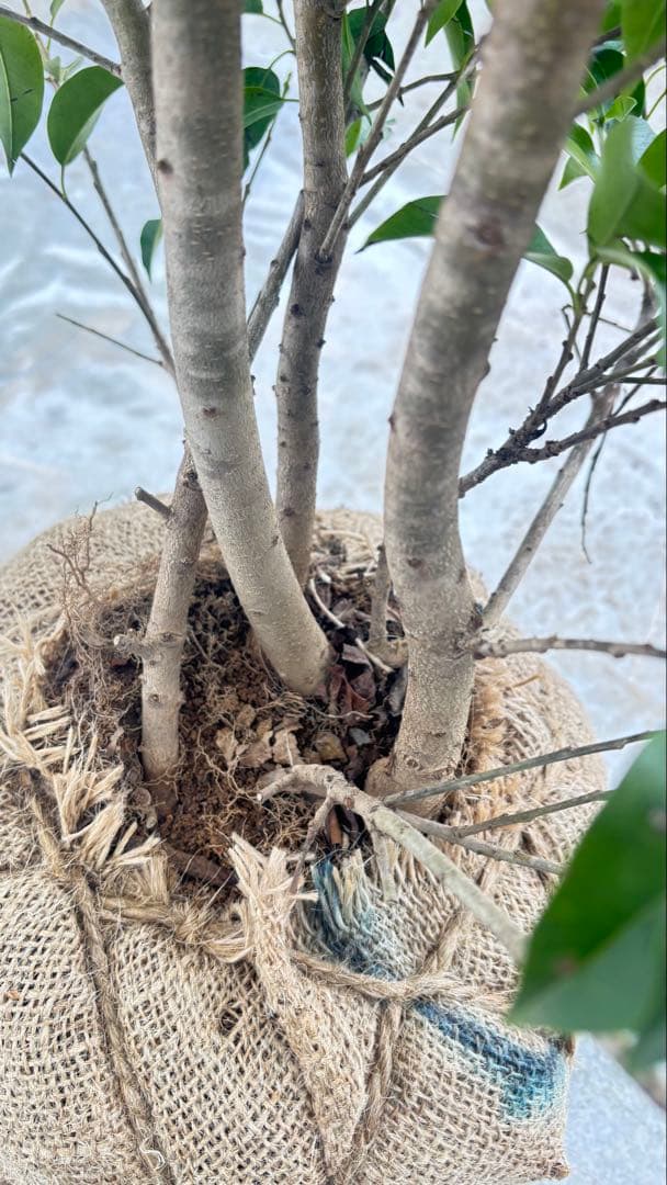 手頃なサイズ お庭の主役にどうぞ ソヨゴ 727 樹高1.6m位 株立 常緑樹