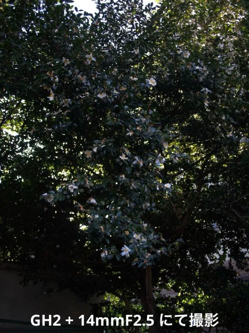 【美品/光学クリア】LUMIX G 14mm F2.5 ASPH. パンケーキ