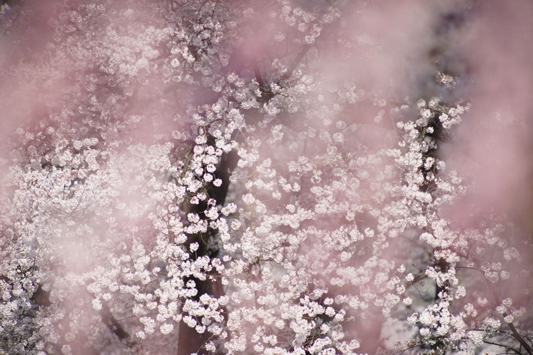 作例付き　TAMRON SP AF 300mm F/2.8 管mpr