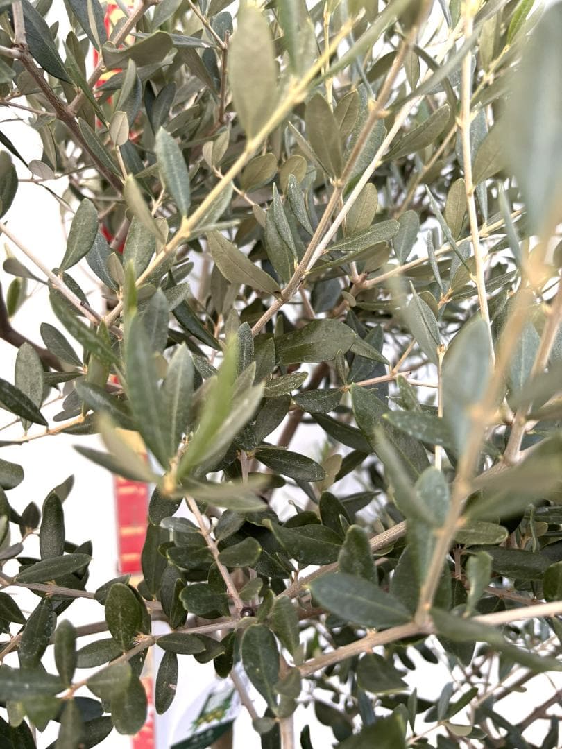 オリーブの木　ルッカ　10号　約170cm　K-288　人気品種　現品掲載