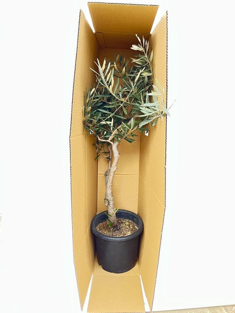 オリーブの木　ルッカ　10号　約170cm　K-288　人気品種　現品掲載