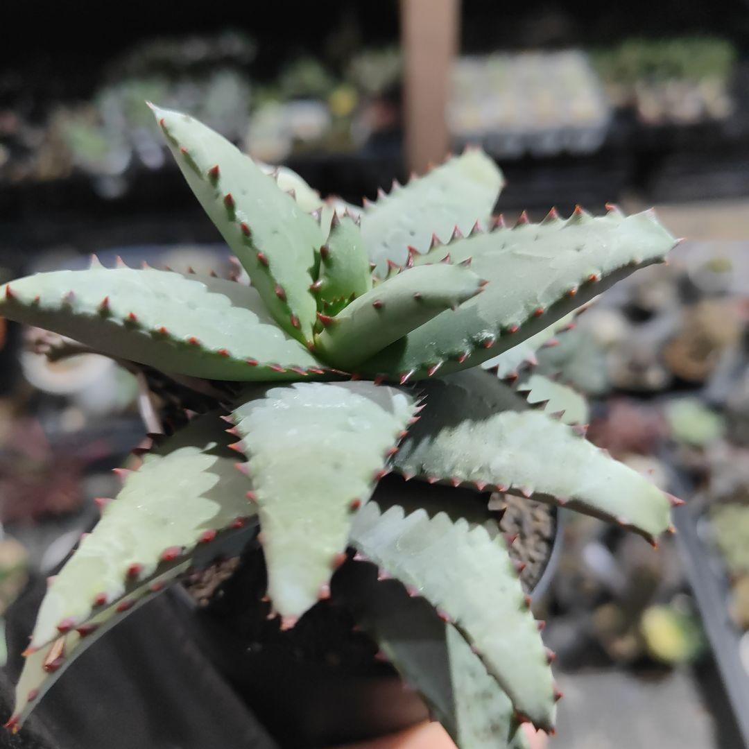 アロエ　コニフェラ✕カスティロニア　短葉選抜　大株