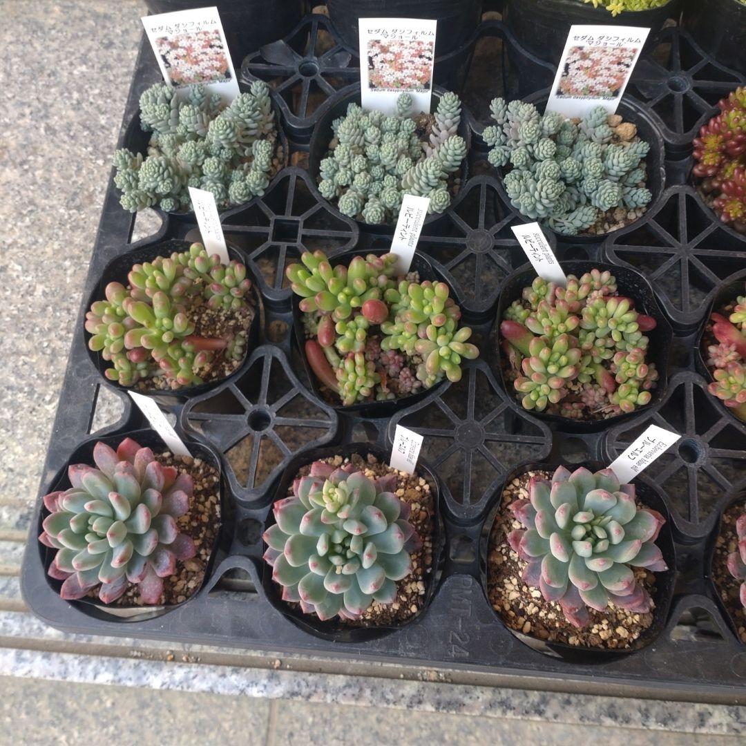 おかんさん専用