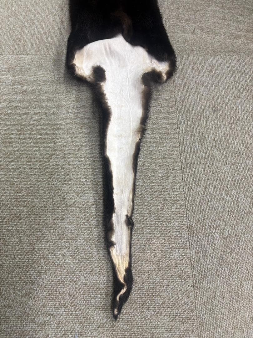 高品質！ カナダカワウソの毛皮（大）1点もの（※登録票は不要）