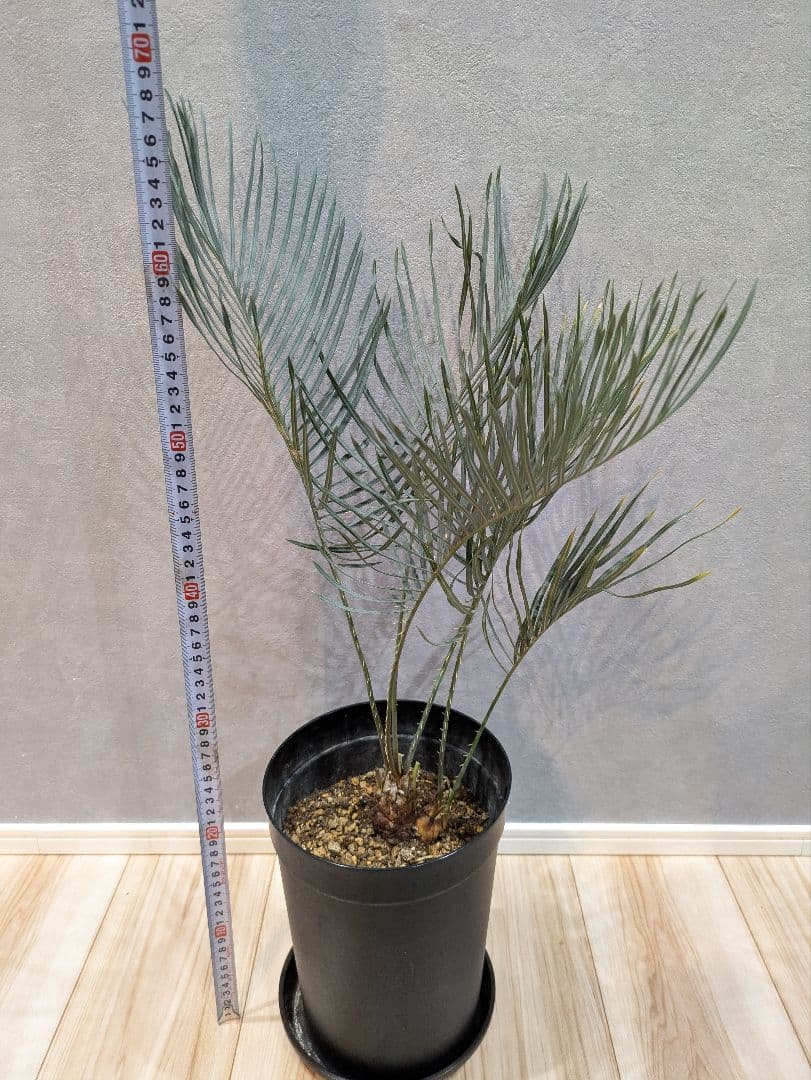 【激レア】 サイカス　カイルンシアナ　ダブルヘッド