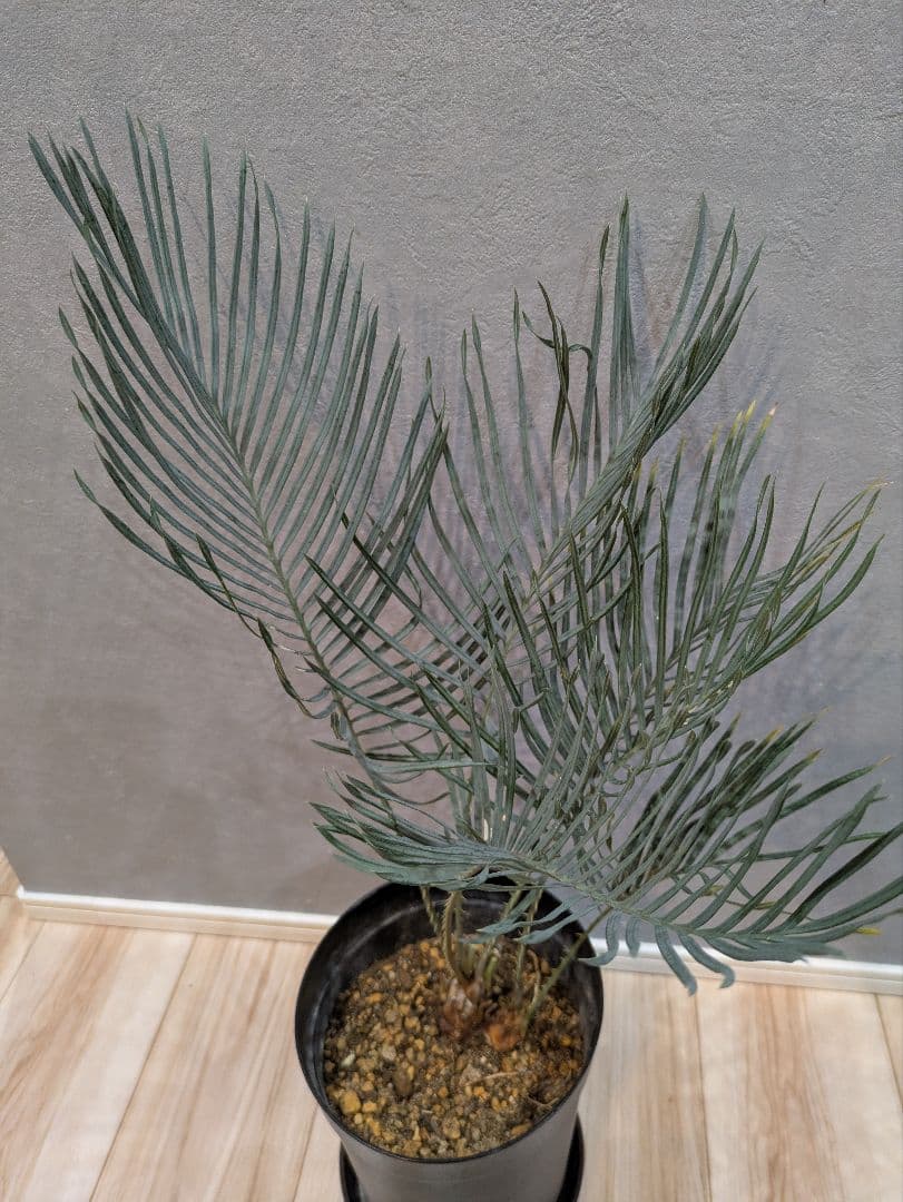 【激レア】 サイカス　カイルンシアナ　ダブルヘッド