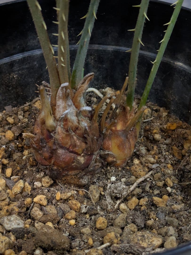 【激レア】 サイカス　カイルンシアナ　ダブルヘッド