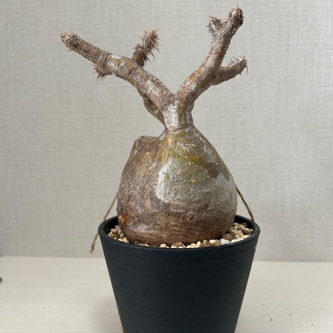 パキポディウム•グラキリス 現地球/現地株　微発根　塊根植物 13