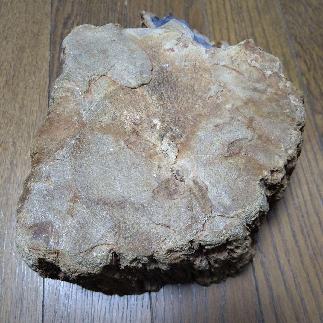 値下げ珪化木の置物　検木の化石　オブジェクトインテリアペトリファイドウッド