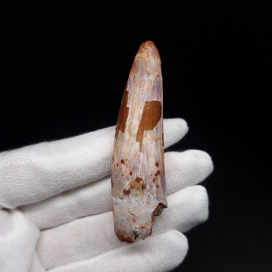 スピノサウルス 本物 モロッコ産 62.63mm sp471