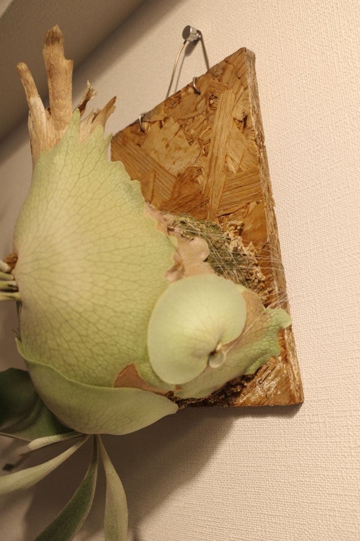 ビカクシダ大株_ベイチー