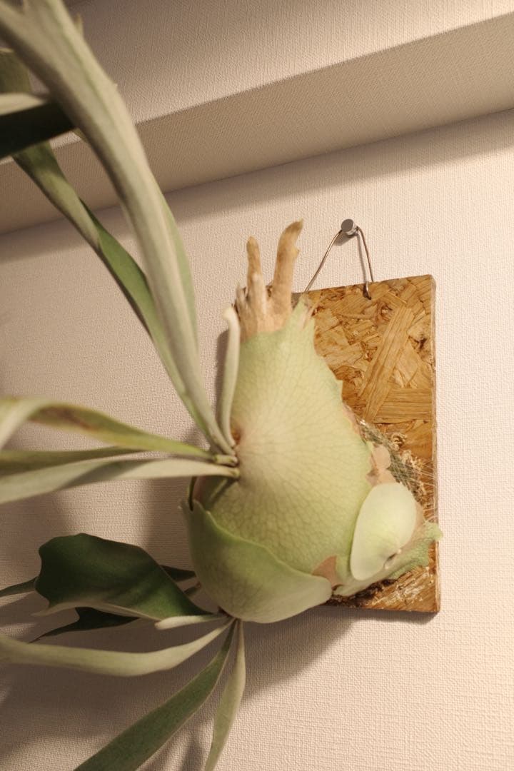 ビカクシダ大株_ベイチー