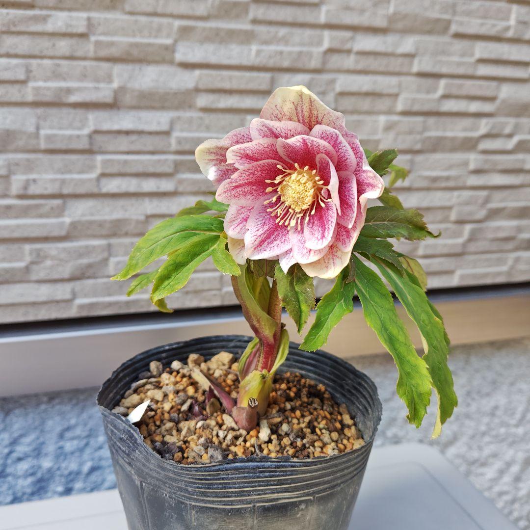 花*菜様 クリスマスローズ 加藤農園 ddピンクミストフラッシュ