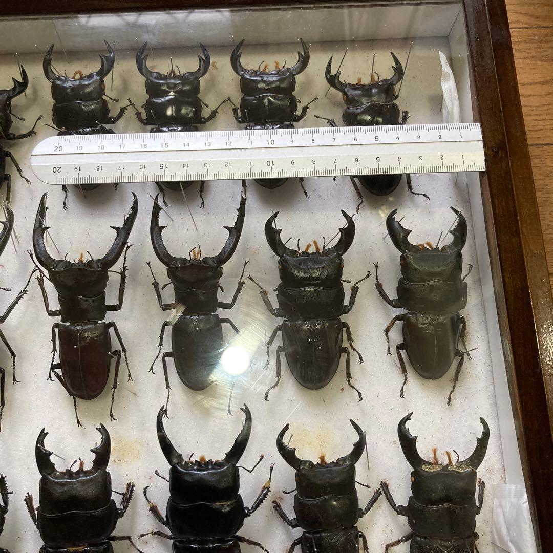 750mmオーバー1000mm世界のクワガタオオクワガタヒラタクワガタなど21頭