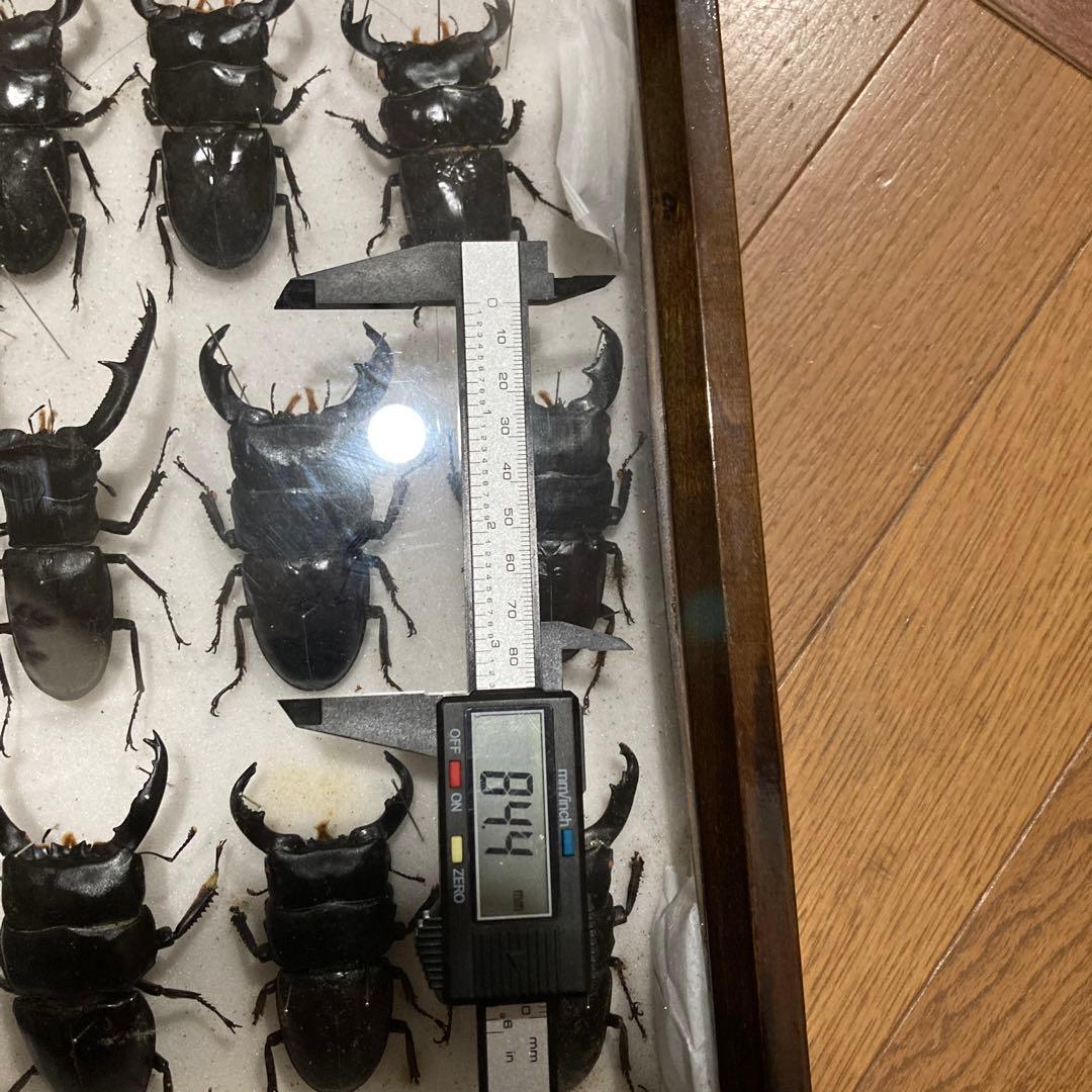 750mmオーバー1000mm世界のクワガタオオクワガタヒラタクワガタなど21頭
