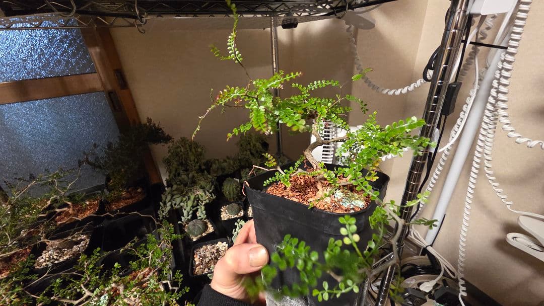 【実生5年】オペルクリカリアパキプス