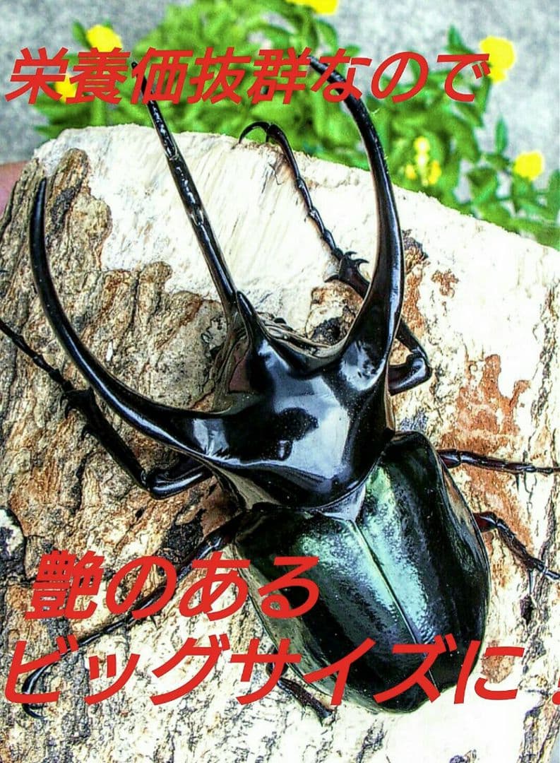 幼虫が巨大化！ヒマラヤひらたけ発酵カブトムシマット☆100リットル　産卵にも抜群