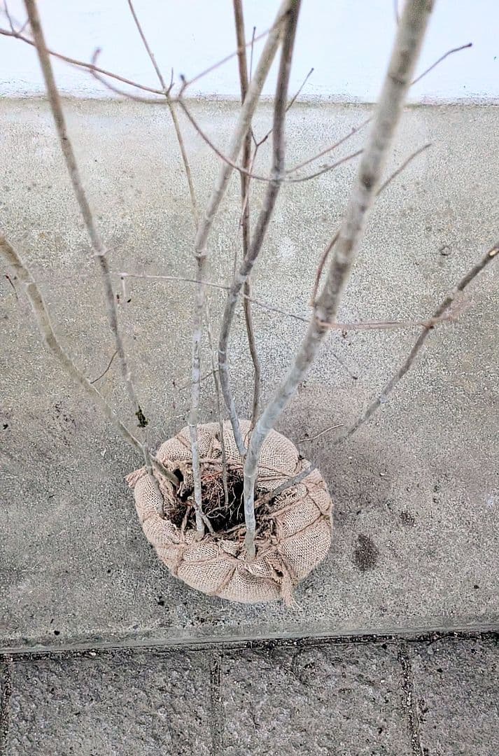 山採りドウダンツツジ。