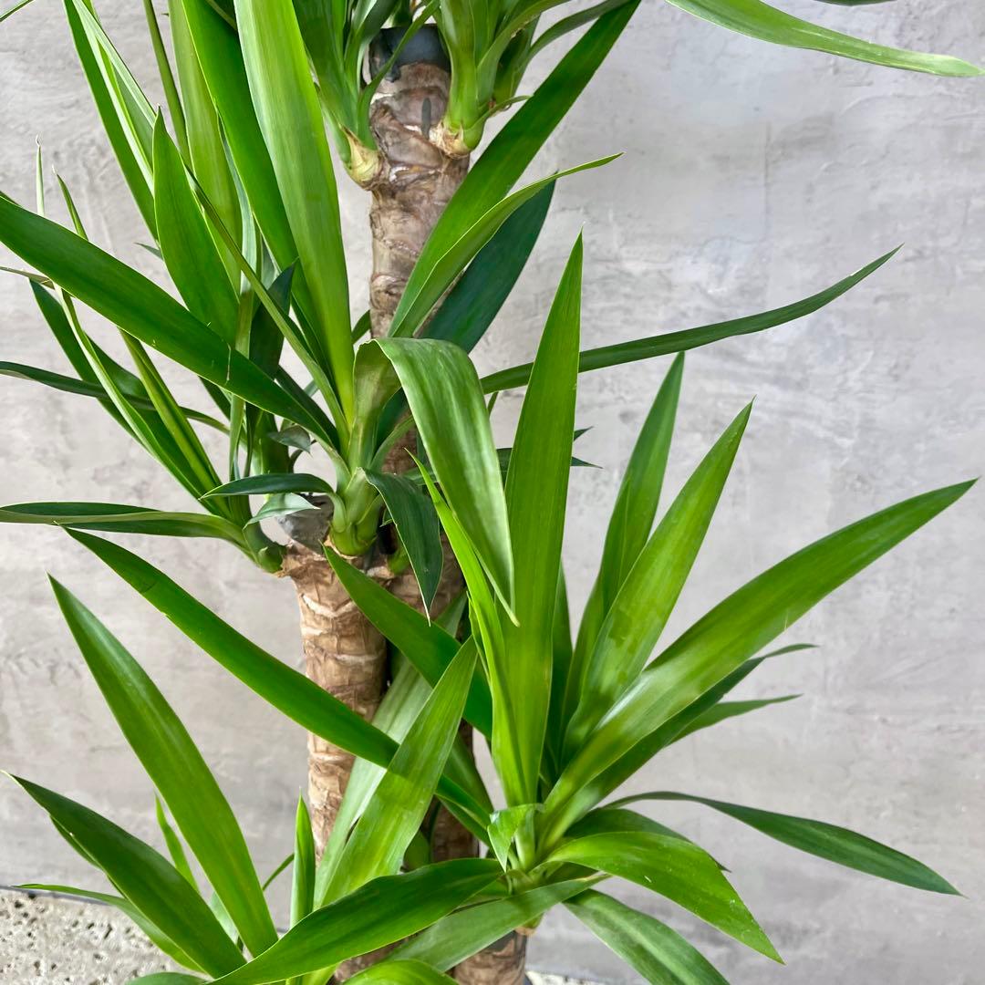 大型　ユッカ　エレファンティペス　青年の木　8号　陶器鉢　植え込み発送