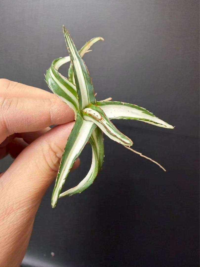 猫*け様 44多肉植物アガベ 笹の雪丸叶氷山 変異錦 白中斑 鲜明錦 極上美株