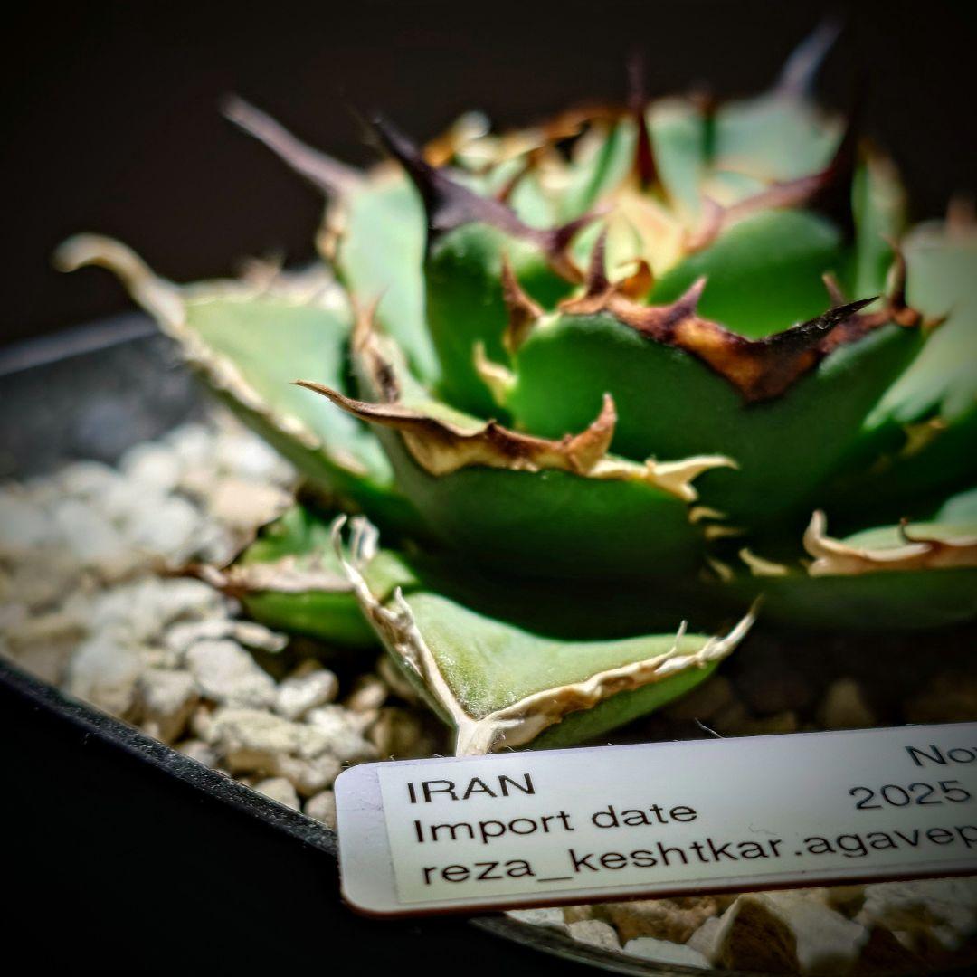 アガベ　チタノタ　Nova イラン株 reza産