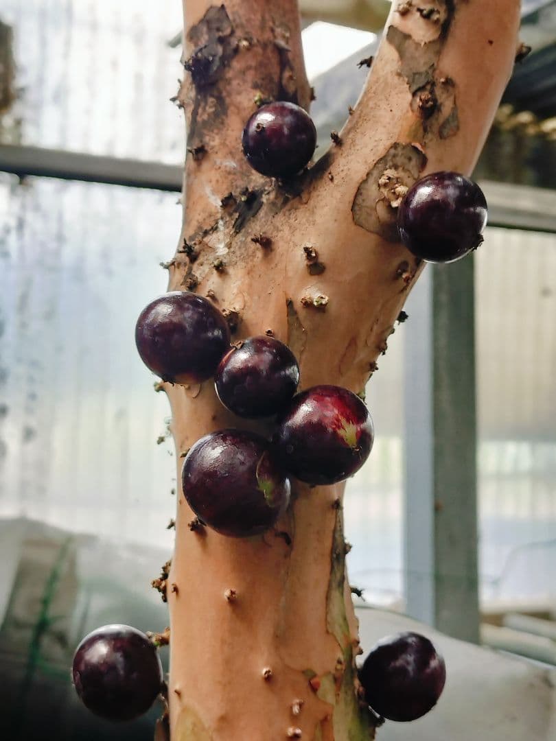 ✿年始セール ジャボチカバ 四季成り 大葉系 サバラ 実生苗10年以上経過 ⑰