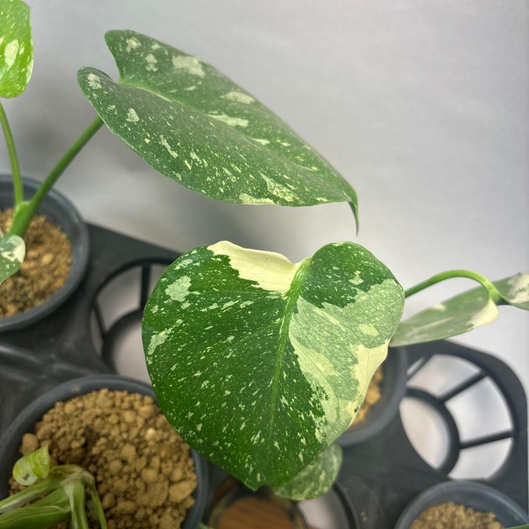 S*a様 10株セットL035【特別選抜】モンステラ・タイコンステレーション 斑