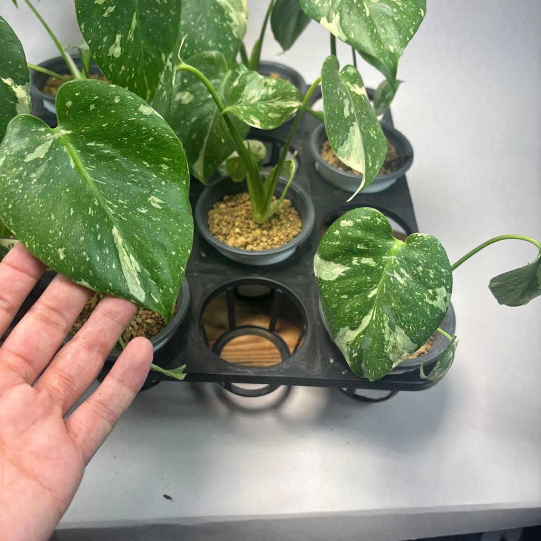 S*a様 10株セットL035【特別選抜】モンステラ・タイコンステレーション 斑