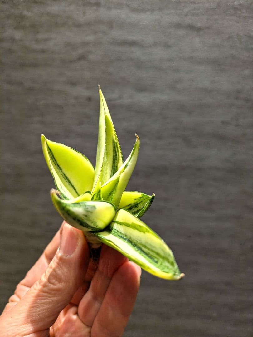 超希少　マンジャ　ハイブリッド　斑入り　サンスベリア　ロリダ　多肉植物