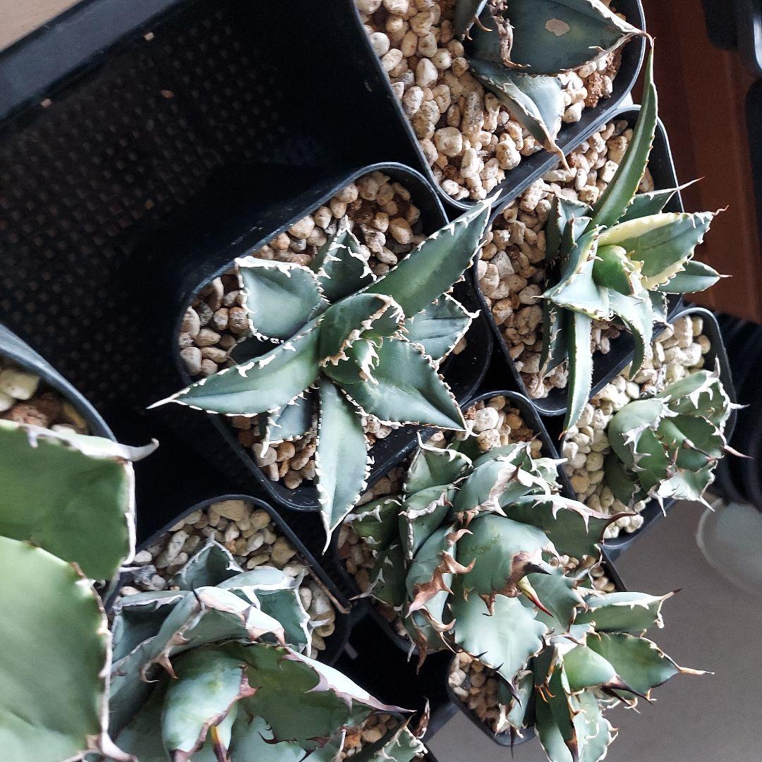 工藤様　大量おまとめ　アガベ　チタノタセット　鉢のまま発送