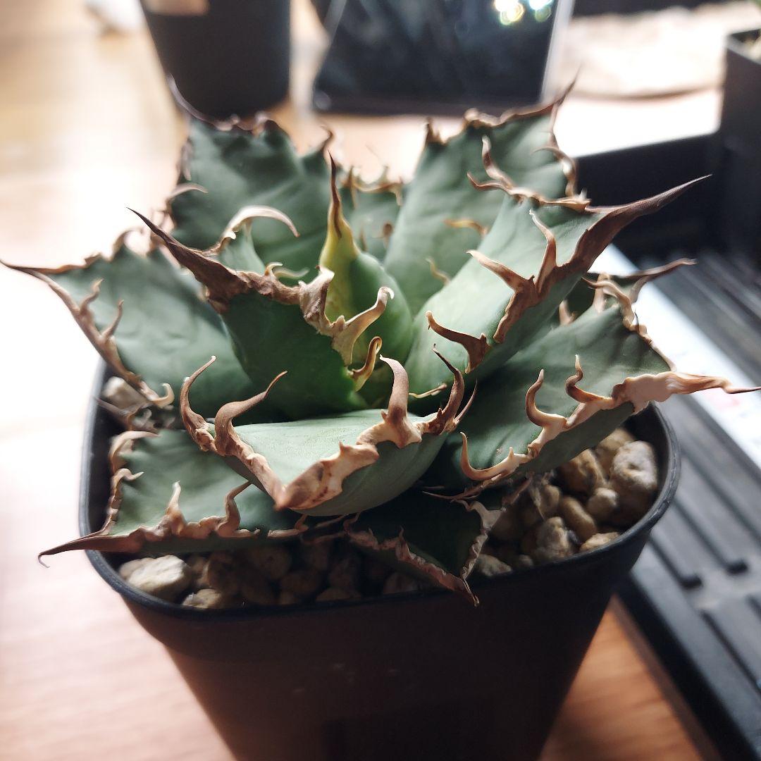 工藤様　大量おまとめ　アガベ　チタノタセット　鉢のまま発送