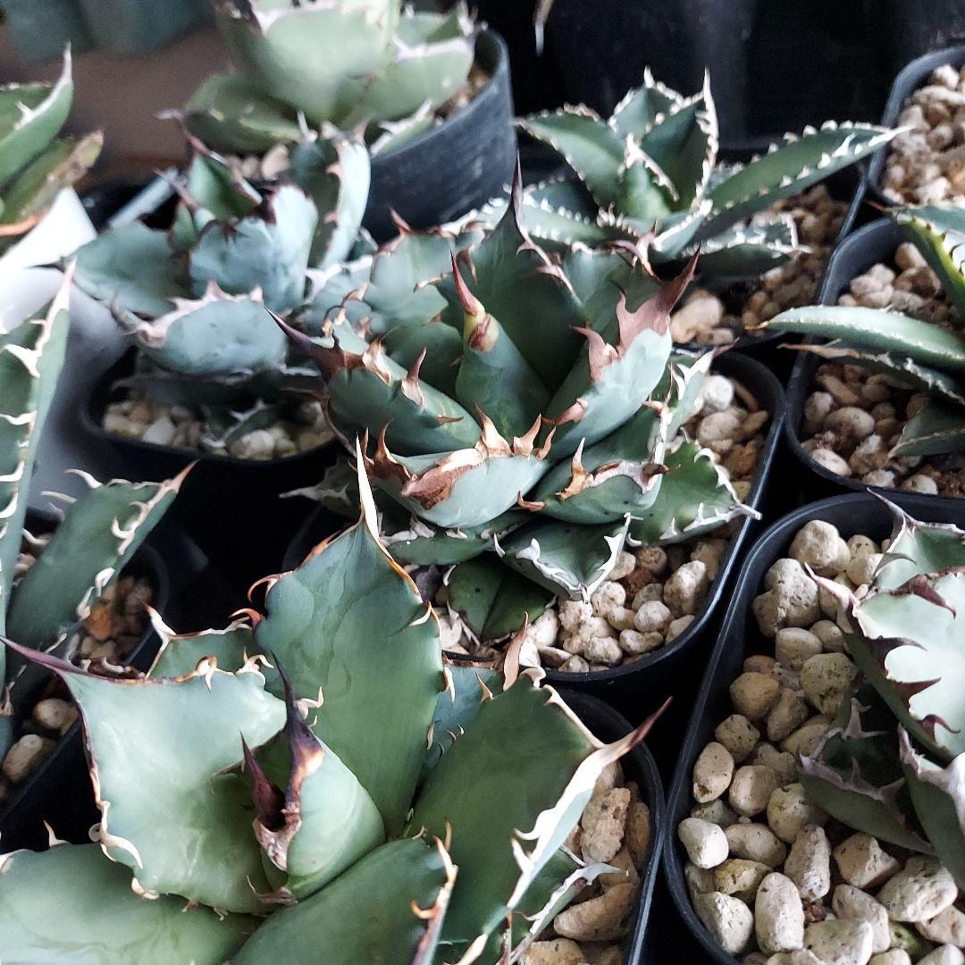 工藤様　大量おまとめ　アガベ　チタノタセット　鉢のまま発送