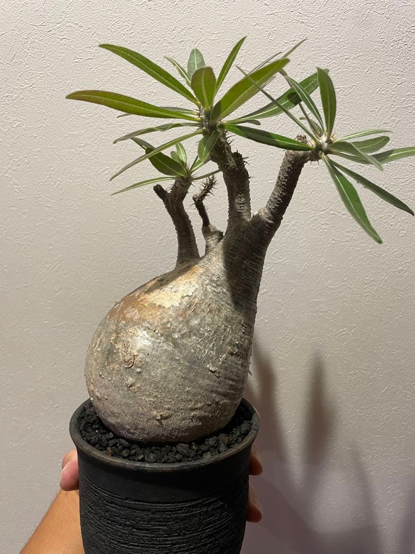 の*ん様 パキポディウムグラキリス　現地球　発根済　陶器鉢付