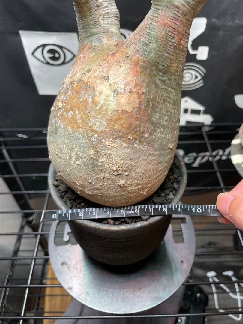 の*ん様 パキポディウムグラキリス　現地球　発根済　陶器鉢付