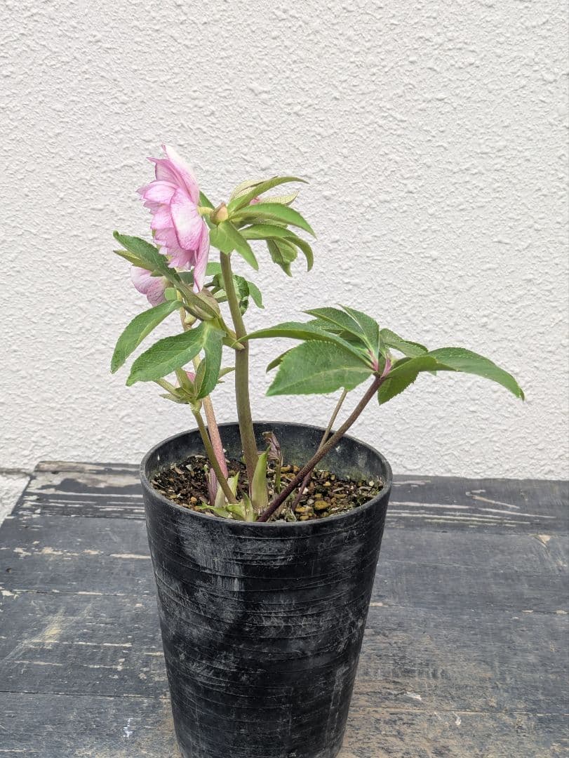 商談中 クリスマスローズ ピンクミストグラデーション dd ダブル