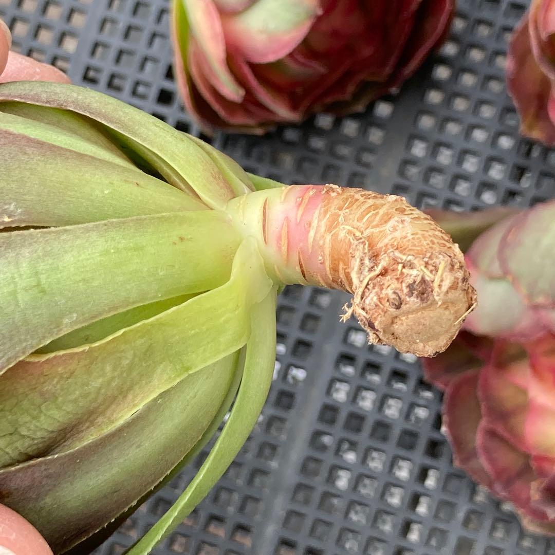 アエオニウム　韓国苗　プリンセス　多肉植物　ポコ多肉