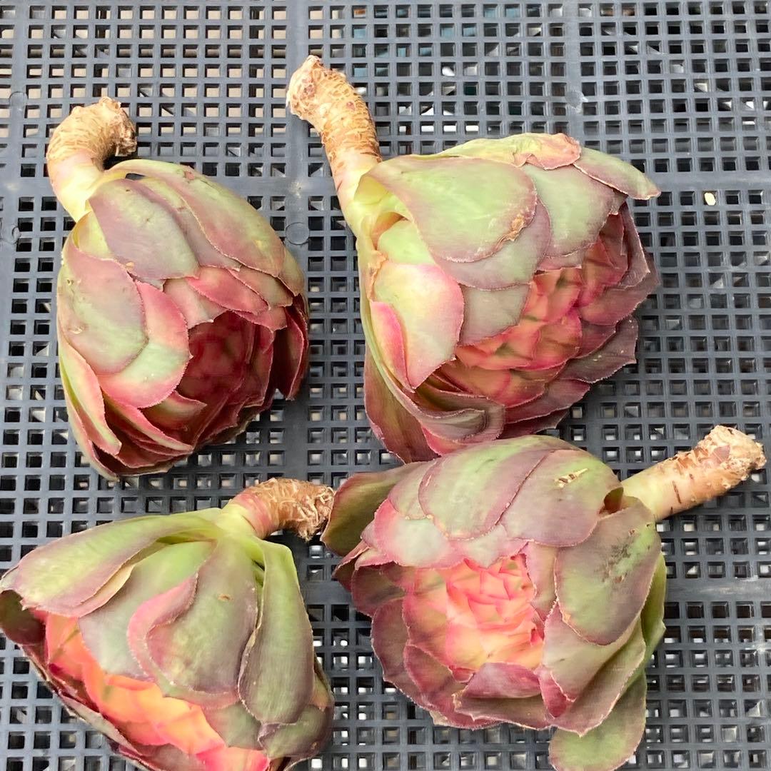 アエオニウム　韓国苗　プリンセス　多肉植物　ポコ多肉