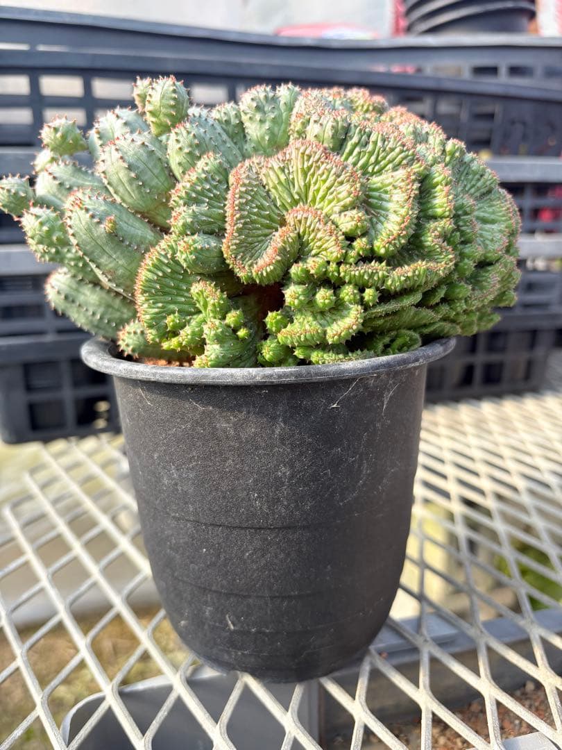 ユーフォルビア　オベサブロウ 綴化(石化)