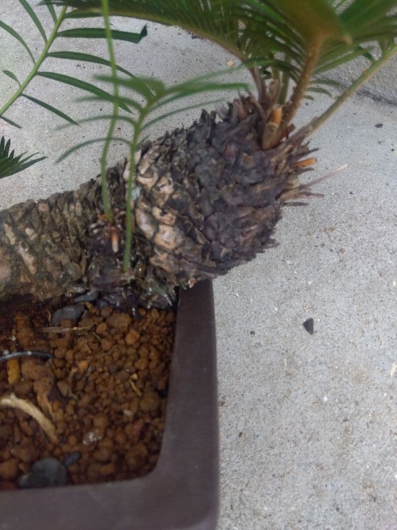 Norito　ソテツ　盆栽　8号陶器鉢つき