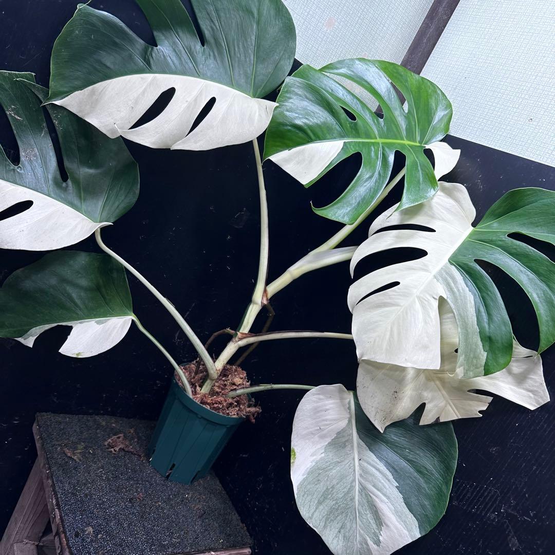 マ*ン様 モンステラ斑入りハーフムーンホワイトタイガー極美斑入り　　 77cm