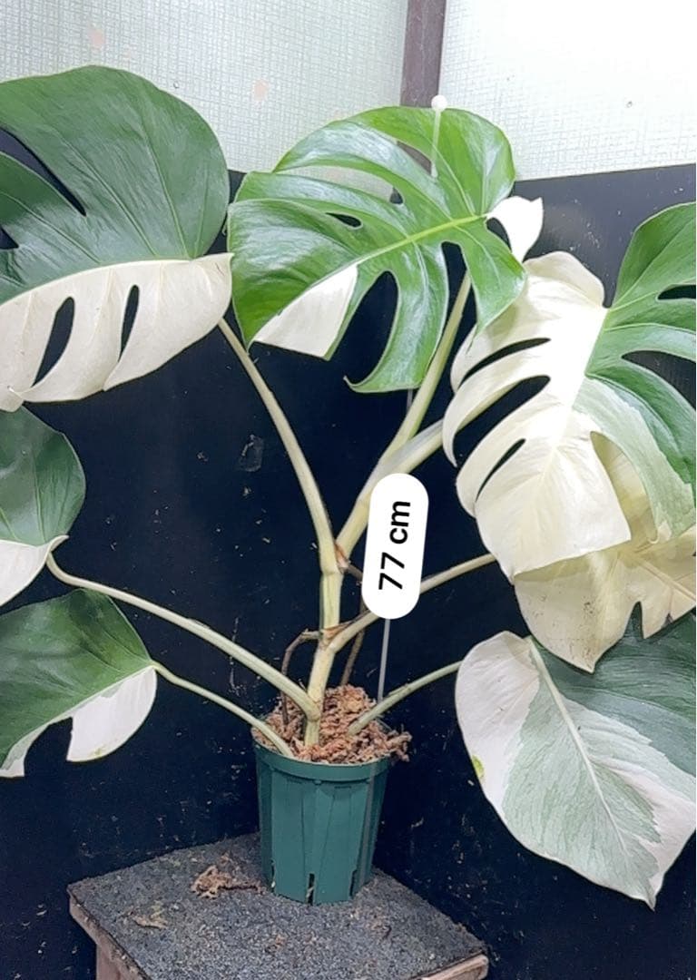 マ*ン様 モンステラ斑入りハーフムーンホワイトタイガー極美斑入り　　 77cm