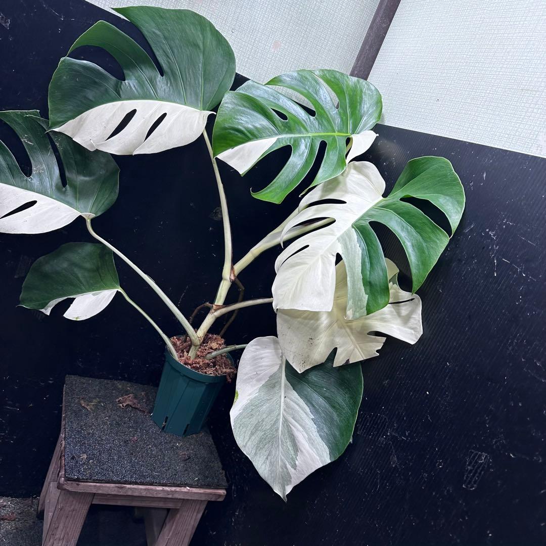 マ*ン様 モンステラ斑入りハーフムーンホワイトタイガー極美斑入り　　 77cm