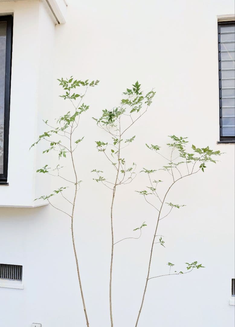優秀。山採りアオダモ。