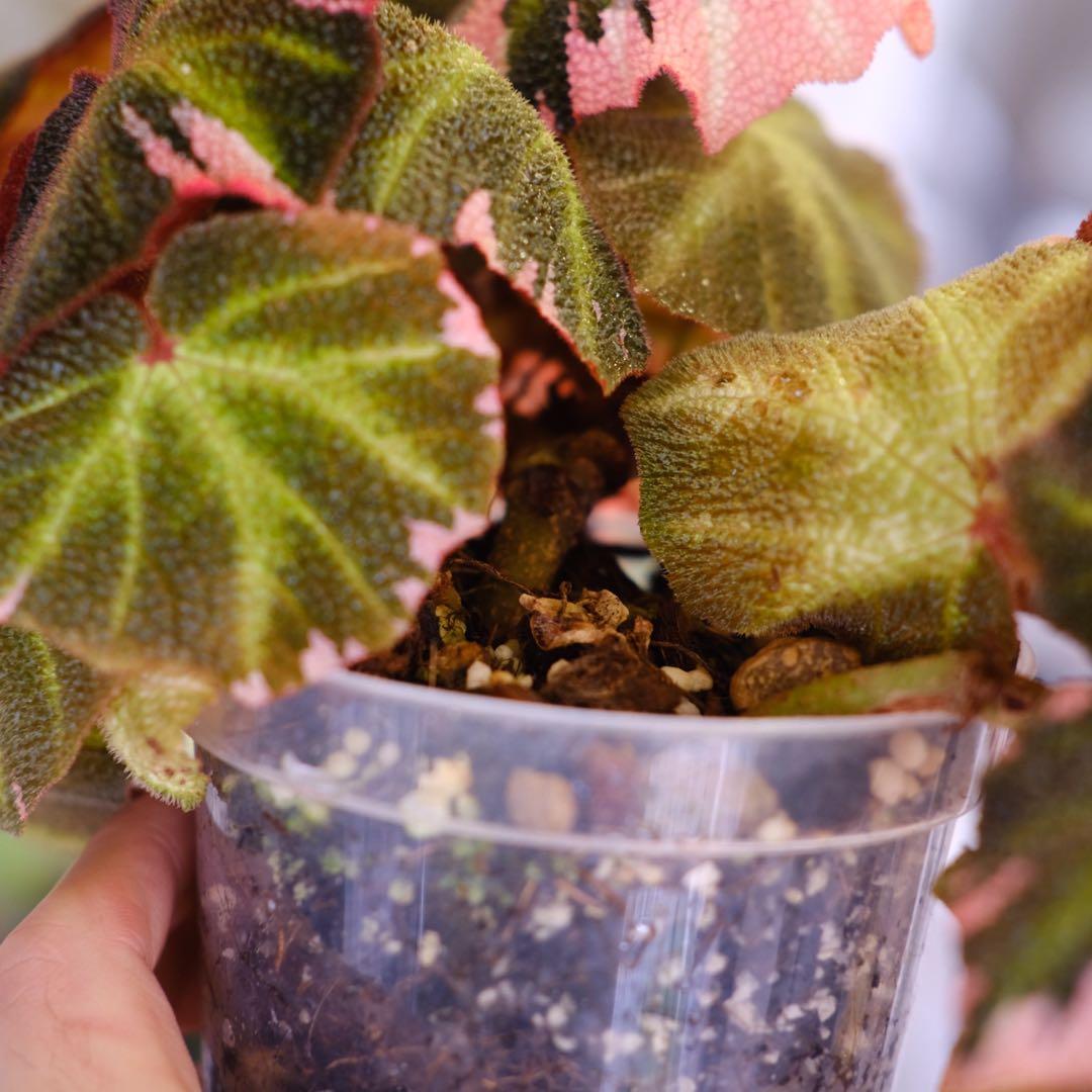 Begonia soli mutata Var│ベゴニア ソリムタータ ピンク④