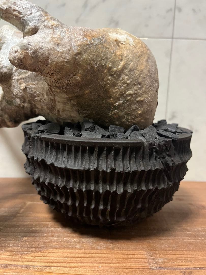 パキポディウム グラキリス 盆栽風