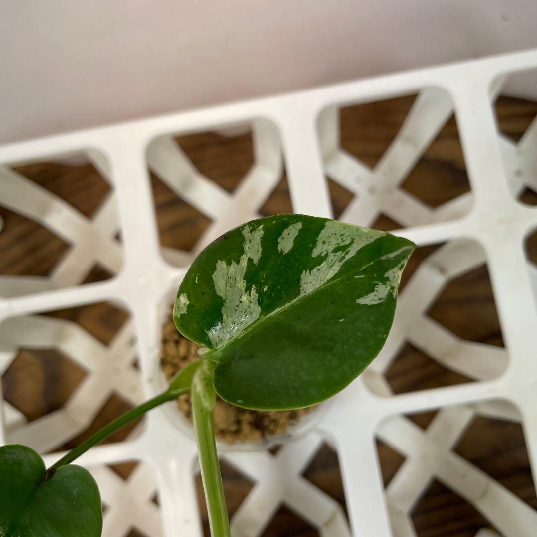 Z*e様 ms26品種保証！斑入り保証！ モンステラ バルバソー フシギダネ