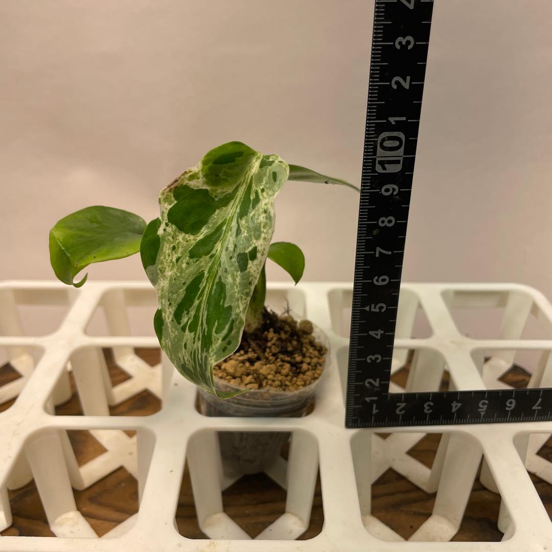 Z*e様 ms26品種保証！斑入り保証！ モンステラ バルバソー フシギダネ