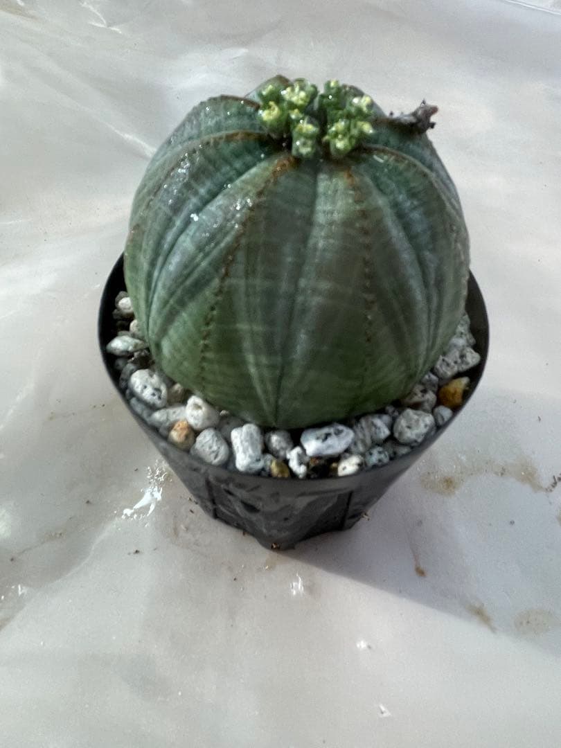 ズ*イ様 ユーフォルビア5点セット 育てやすい大きさ、種類